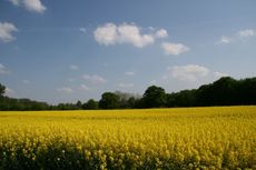 Rapsfeld_3051.jpg